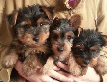 Yorkie welpen suchen neues Zuhause ,,,