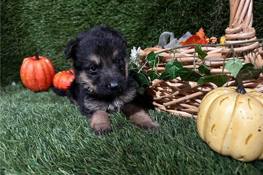 Hank – ein cleverer, süßer Wuffi sucht sein perfektes Zuhause! Hank – ein cleverer, süßer Wuffi sucht sein perfektes Zuhause!