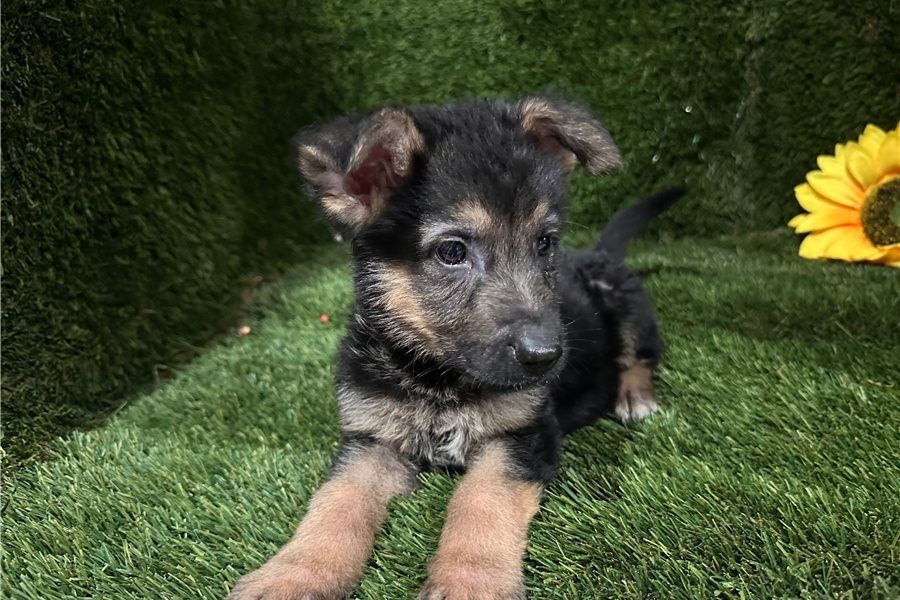 Hank – ein cleverer, süßer Wuffi sucht sein perfektes Zuhause! Hank – ein cleverer, süßer Wuffi sucht sein perfektes Zuhause!