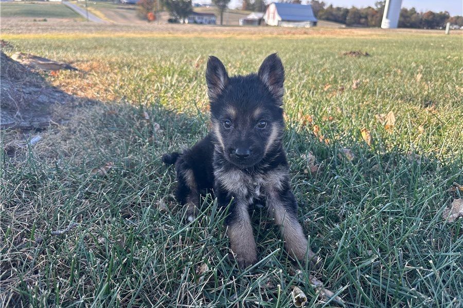 Hank – ein cleverer, süßer Wuffi sucht sein perfektes Zuhause! Hank – ein cleverer, süßer Wuffi sucht sein perfektes Zuhause!