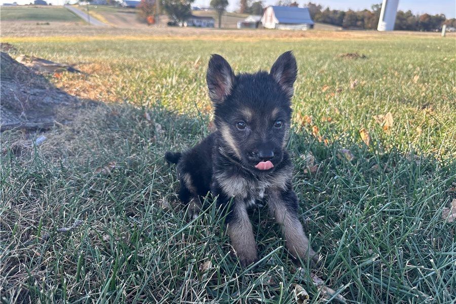 Hank – ein cleverer, süßer Wuffi sucht sein perfektes Zuhause! Hank – ein cleverer, süßer Wuffi sucht sein perfektes Zuhause!