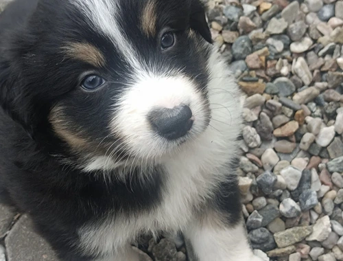 Border Collie Welpen