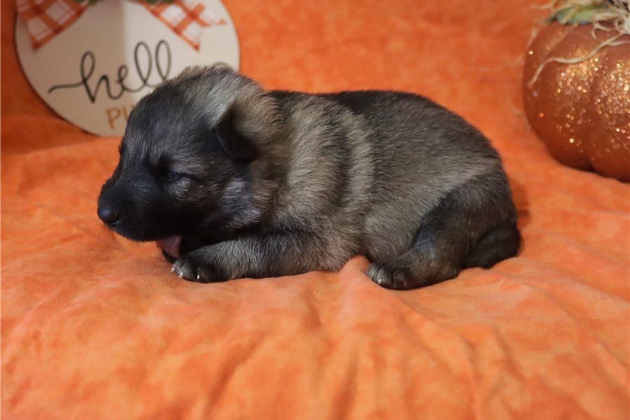 Mia – eine treue Begleiterin mit viel Herz sucht ihr Zuhause!