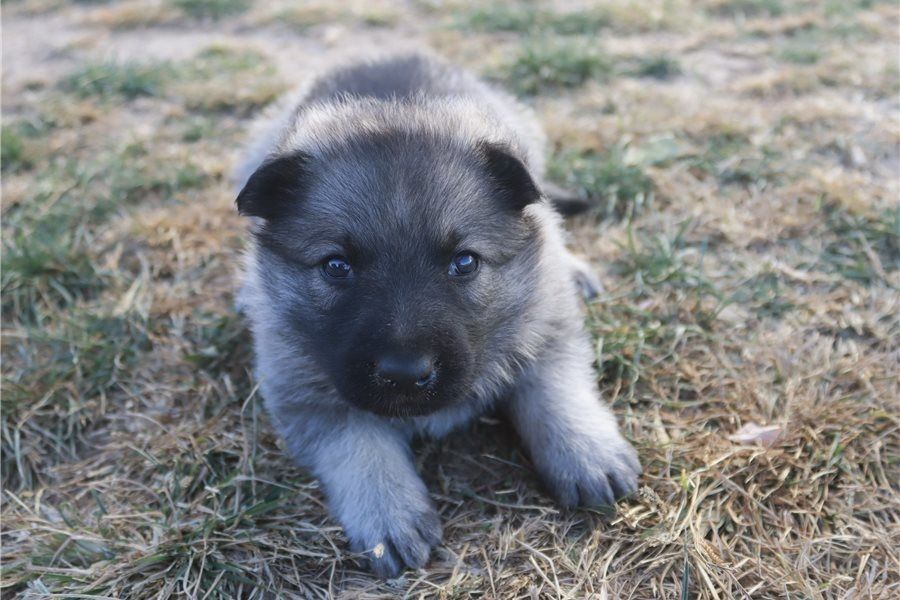 Mia – eine treue Begleiterin mit viel Herz sucht ihr Zuhause!