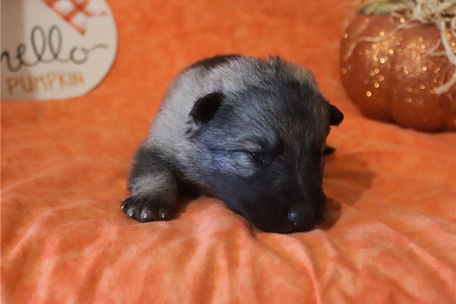 Mia – eine treue Begleiterin mit viel Herz sucht ihr Zuhause!