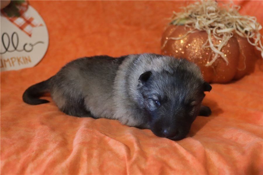 Mia – eine treue Begleiterin mit viel Herz sucht ihr Zuhause!