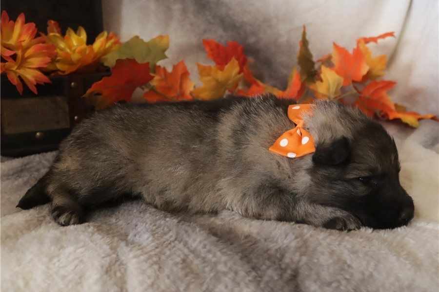 Mia – eine treue Begleiterin mit viel Herz sucht ihr Zuhause!