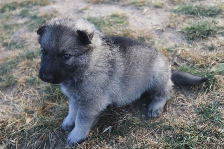 Mia – eine treue Begleiterin mit viel Herz sucht ihr Zuhause!