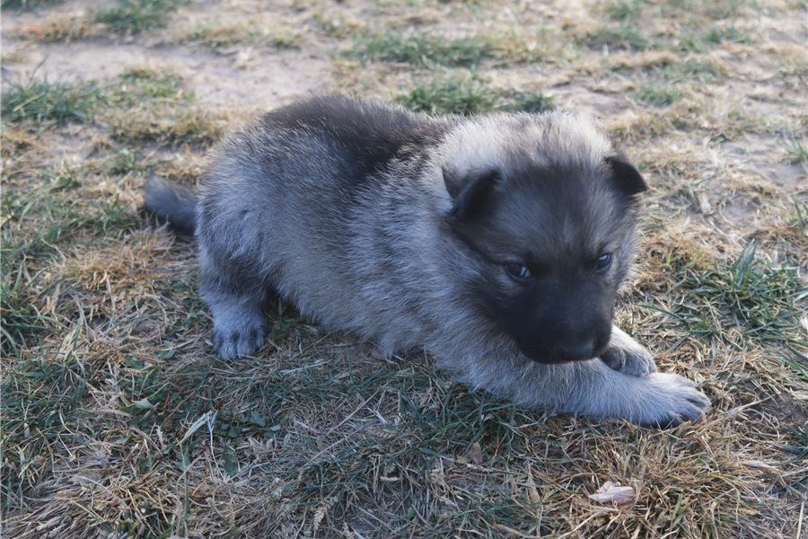 Mia – eine treue Begleiterin mit viel Herz sucht ihr Zuhause!