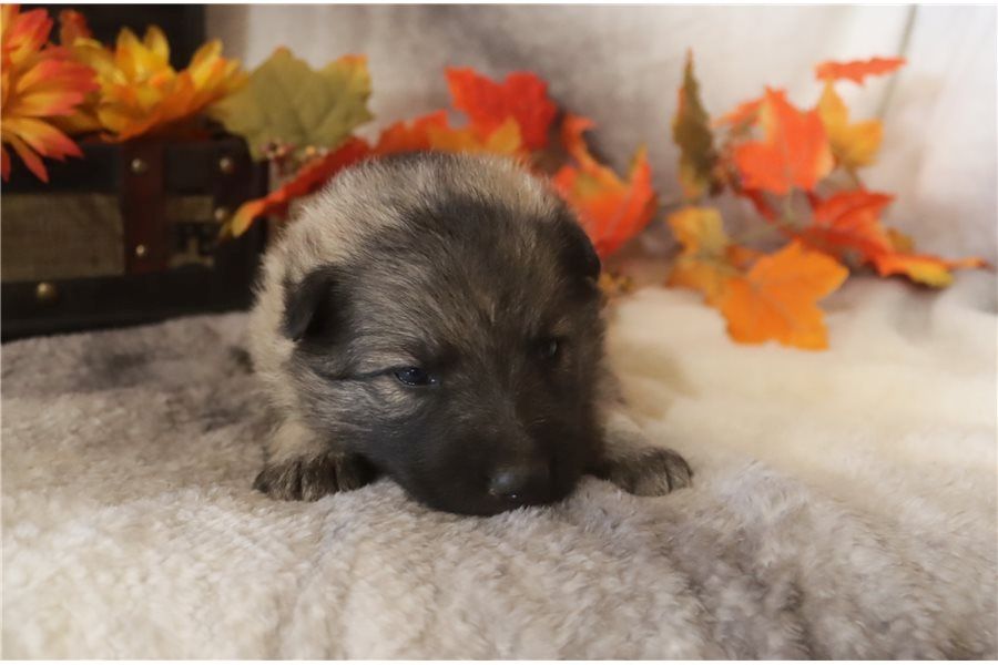 Mia – eine treue Begleiterin mit viel Herz sucht ihr Zuhause!