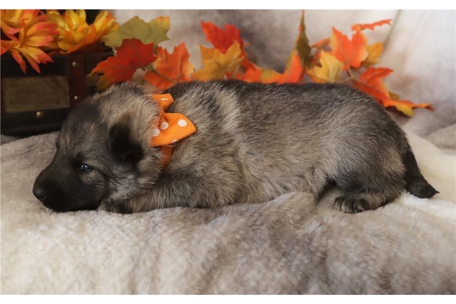 Mia – eine treue Begleiterin mit viel Herz sucht ihr Zuhause!