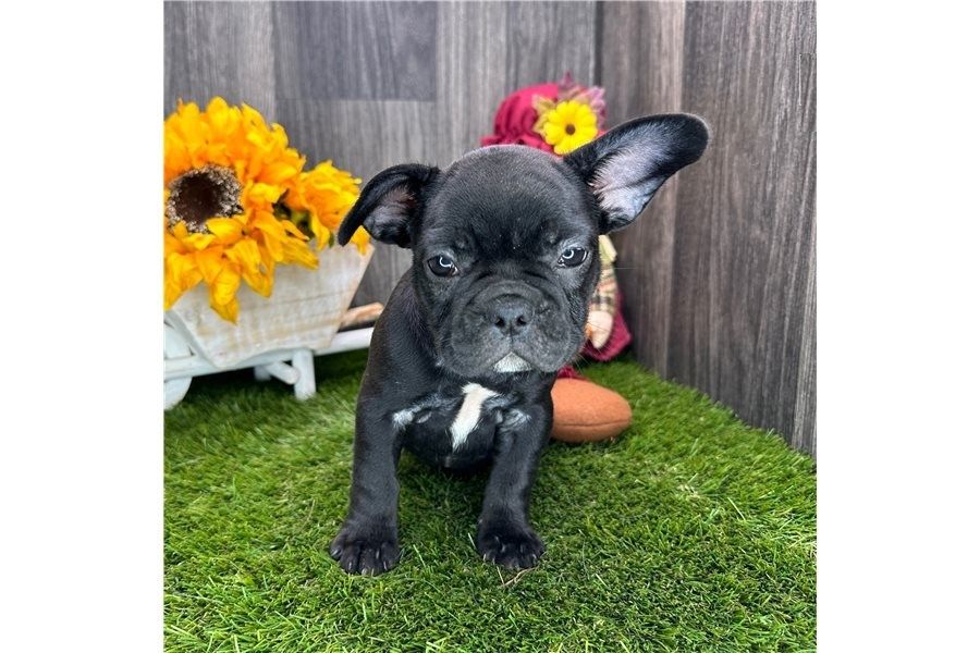 Französische Bulldogge