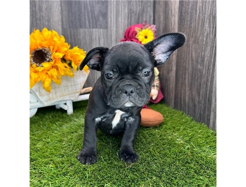 Französische Bulldogge