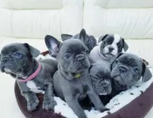 Erhältlich Französische Bulldogge Welpen mit Papieren