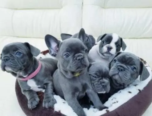 Erhältlich Französische Bulldogge Welpen mit Papieren