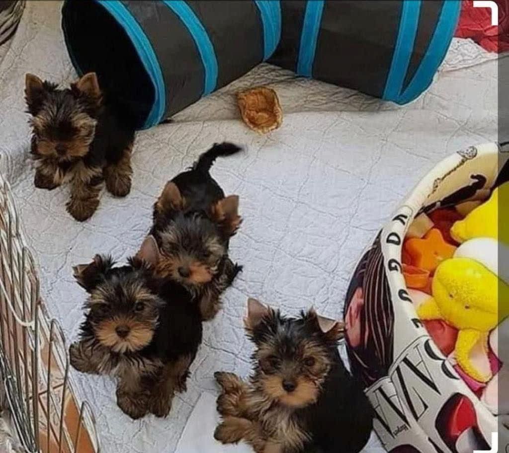 Yorkie welpen suchen neues Zuhause