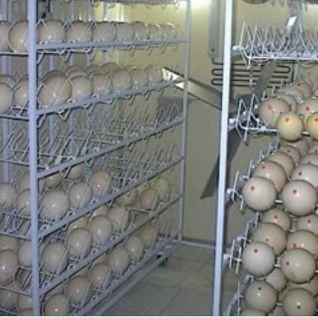 Fruchtbare Papageien & Ara Eier-WhatsApp-+31684935138