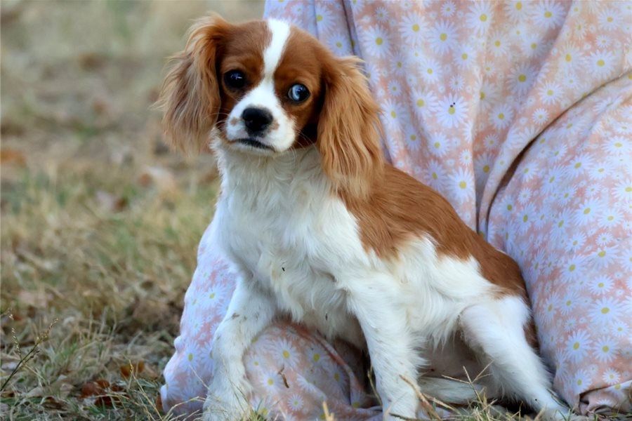 Cavalier King Charles Spaniel – Perfekter Familienhund sucht neues Zuhause! Cavalier King Charles Spaniel – Perfekter Familienhund sucht neues Zuhause!