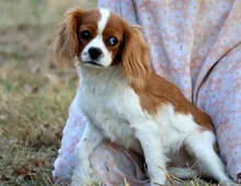 Cavalier King Charles Spaniel – Perfekter Familienhund sucht neues Zuhause!