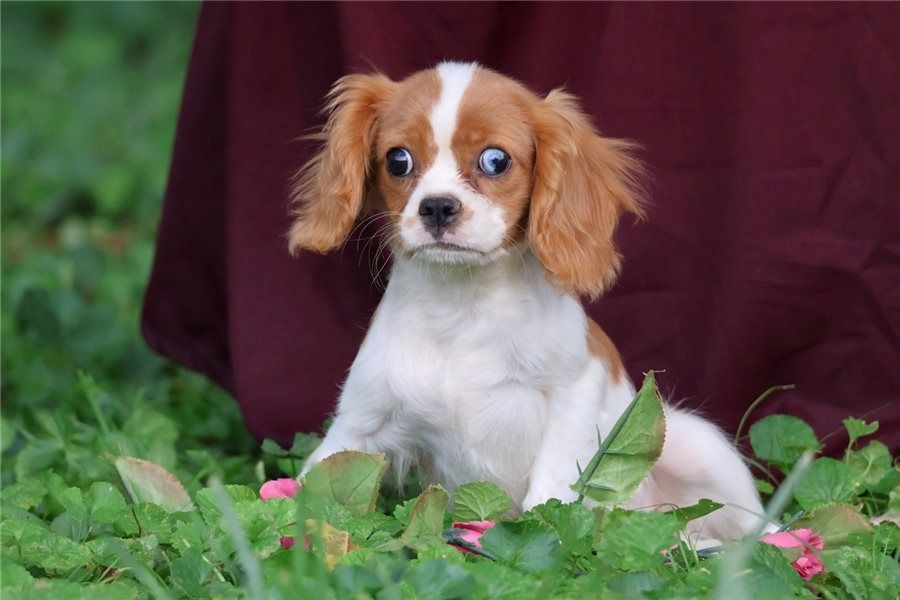 Cavalier King Charles Spaniel – Perfekter Familienhund sucht neues Zuhause! Cavalier King Charles Spaniel – Perfekter Familienhund sucht neues Zuhause!