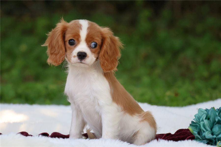 Cavalier King Charles Spaniel – Perfekter Familienhund sucht neues Zuhause! Cavalier King Charles Spaniel – Perfekter Familienhund sucht neues Zuhause!