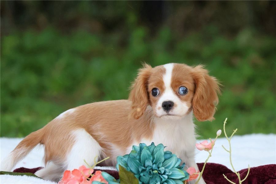 Cavalier King Charles Spaniel – Perfekter Familienhund sucht neues Zuhause! Cavalier King Charles Spaniel – Perfekter Familienhund sucht neues Zuhause!