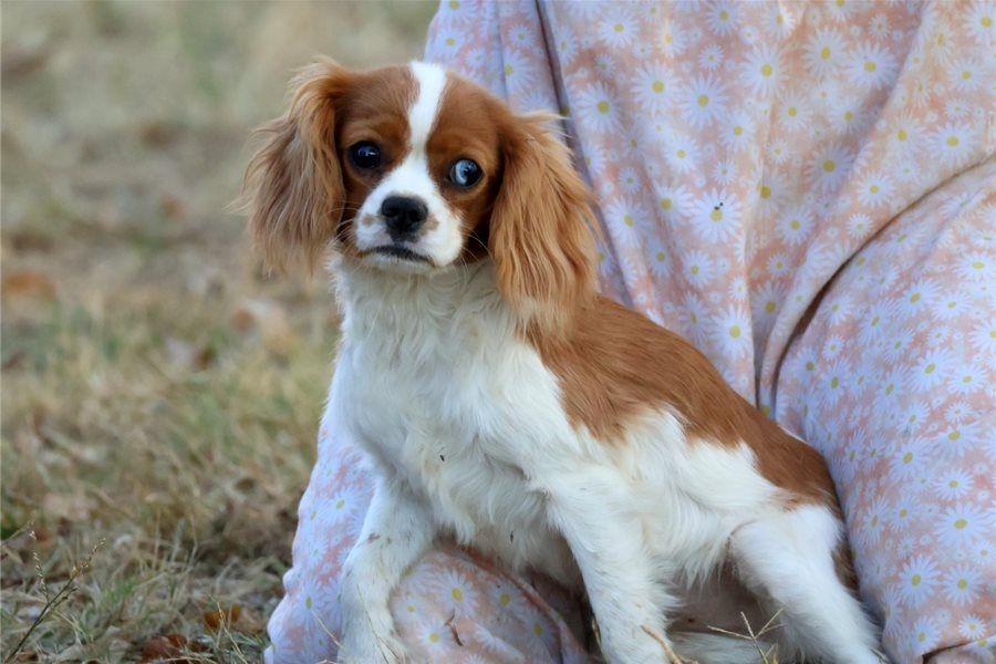 Cavalier King Charles Spaniel – Perfekter Familienhund sucht neues Zuhause! Cavalier King Charles Spaniel – Perfekter Familienhund sucht neues Zuhause!