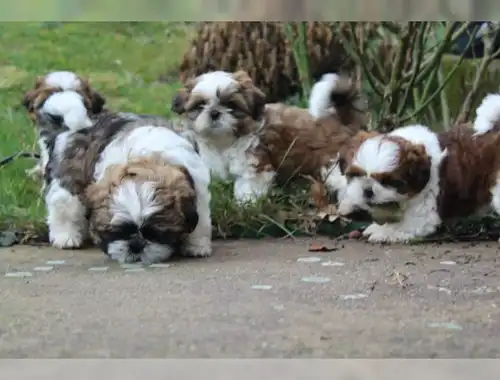 Erhältlich Shih Tzu Welpen mit Papieren whatsapp Nummer (+37069673271)