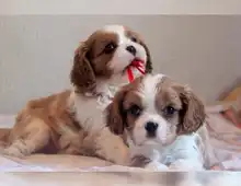 Erhältlich Cavalier-King-Charles Spaniel mit Papieren whatsapp Nummer (+37069673271)