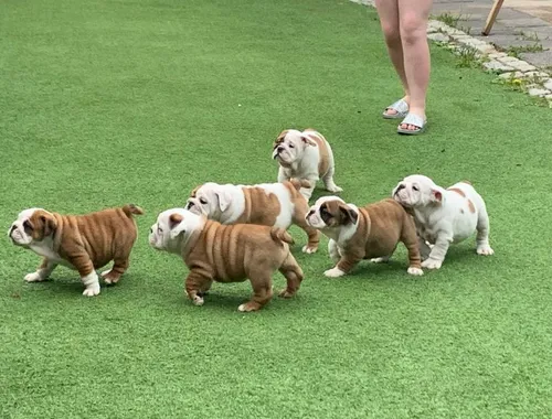 Erhältlich Englische Bulldogge Welpen mit papieren whatsapp Nummer (+37069673271)