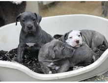 American Blue-Line Pit Bull Terrier Welpen  whatsapp Nummer (+37069673271)