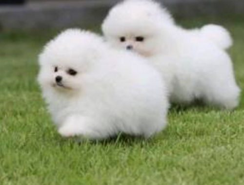 Erhältlich Mini Zwergspitz Pomeranian BOO welpen mit Papieren whatsapp Nummer (+37069673271)