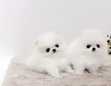 Erhältlich MINI Zwergspitz Pomeranian Welpen mit papieren whatsapp Nummer (+37069673271)