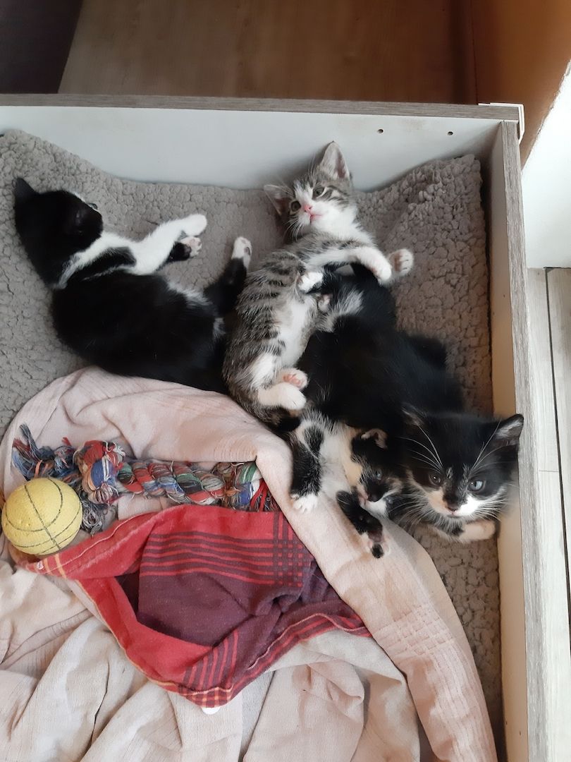 3 kleine weibliche Katzenkinder