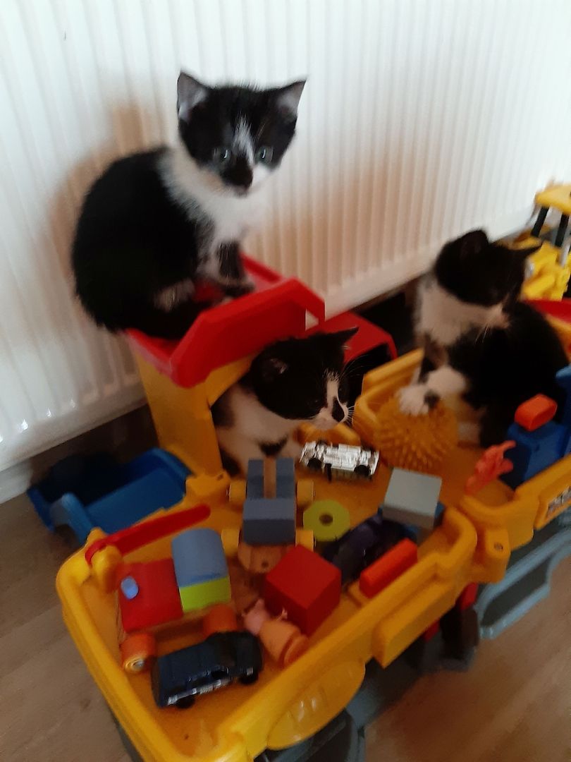 3 kleine weibliche Katzenkinder