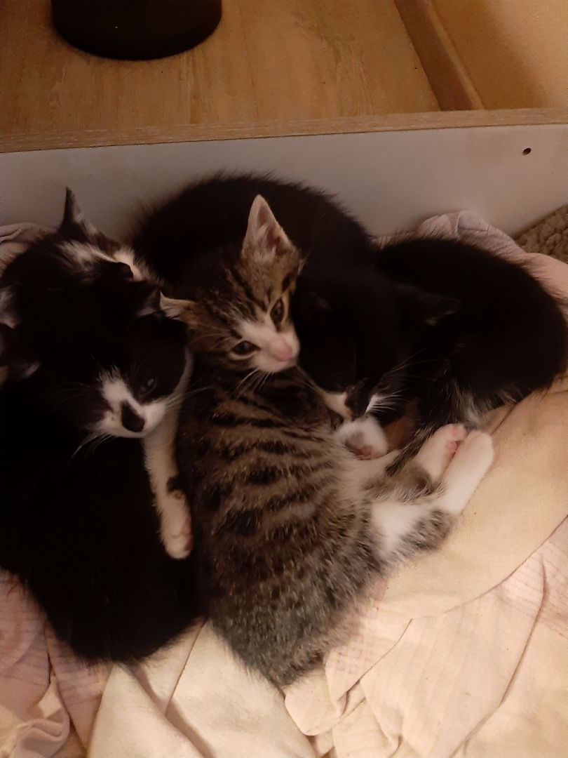 3 kleine weibliche Katzenkinder