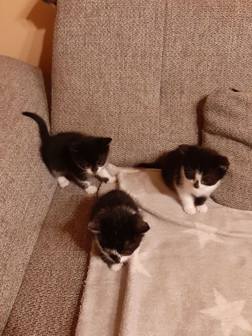 3 kleine weibliche Katzenkinder