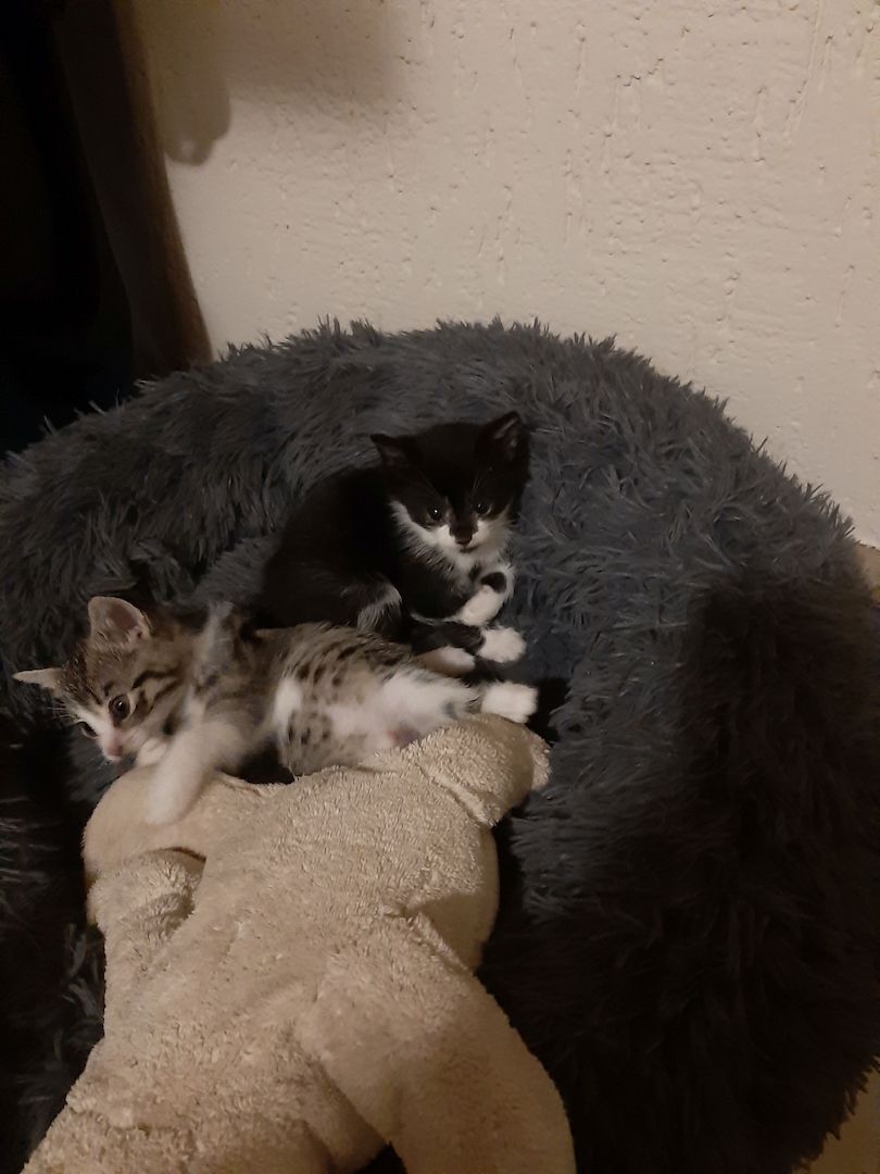 3 kleine weibliche Katzenkinder