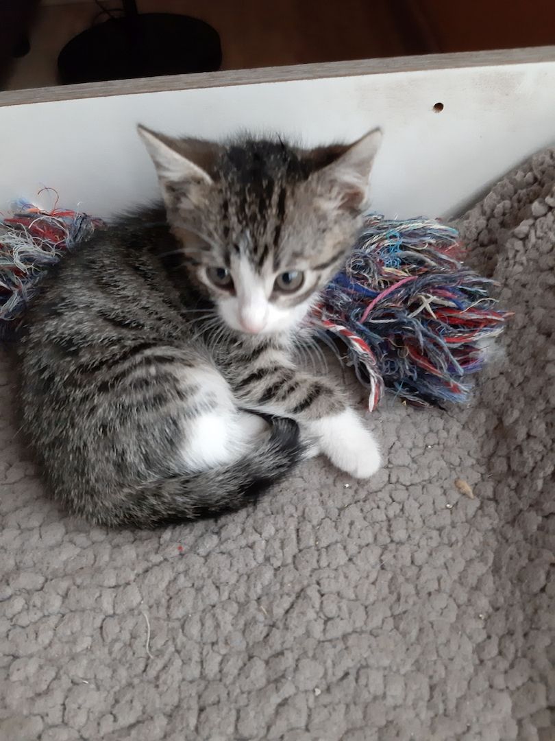 3 kleine weibliche Katzenkinder