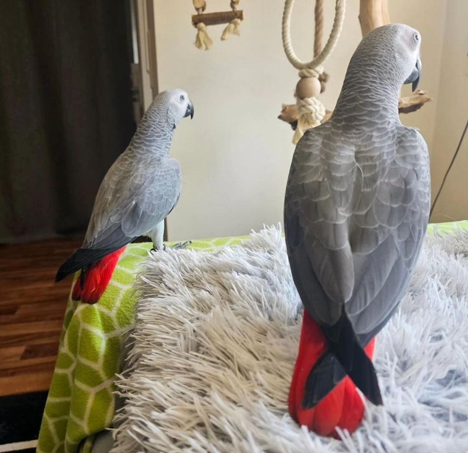 Graupapageienpaar 2 u. 1 Jahre alt zu verkaufen