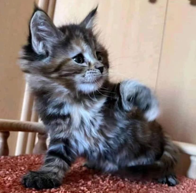 Maincoon reinrassige kleine Baby kitten