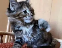 Maincoon reinrassige kleine Baby kitten