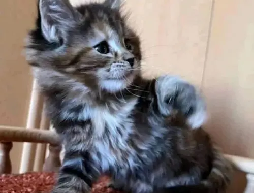 Maincoon reinrassige kleine Baby kitten