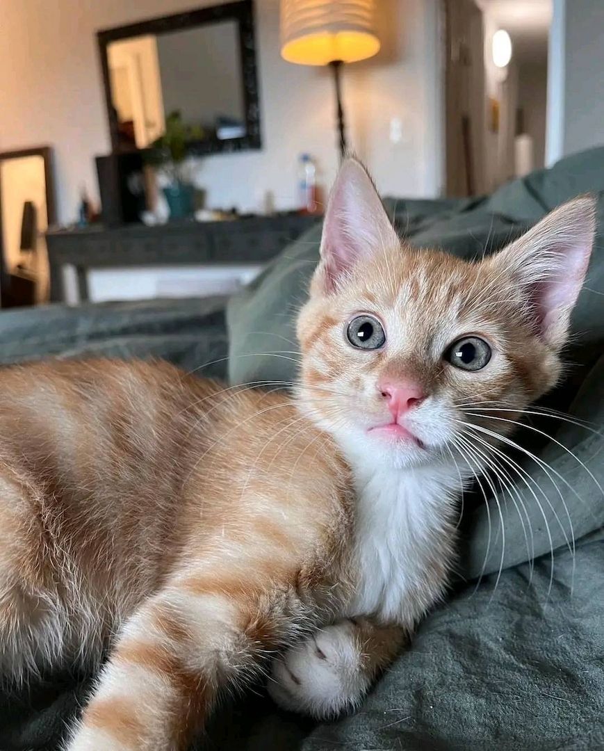 Maincoon reinrassige kleine Baby kitten