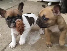 Wunderschöne französische Bulldoggen Welpen