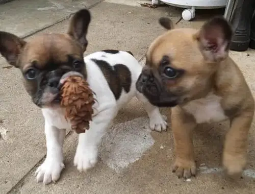 Wunderschöne französische Bulldoggen Welpen