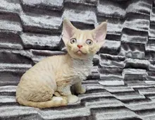 Devon Rex Kätzchen