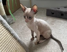 Cornish-Rex-Kätzchen