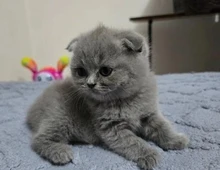 Scottish Fold-Kätzchen