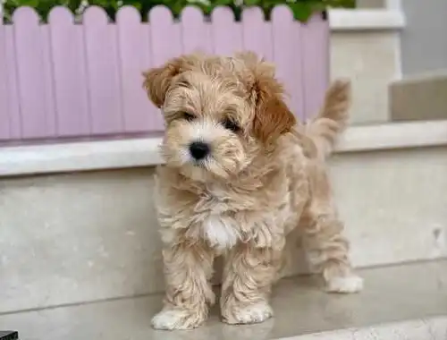 Gesunde Teacup-Maltipoo-Welpen, bereit für ihr neues und für immer schönes Zuhause